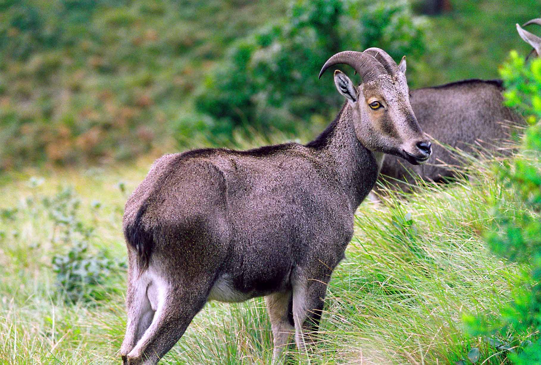 https://d3r8gwkgo0io6y.cloudfront.net/upload/eravikulam national park02.jpg